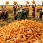 2511-22779-la-filiere-mais-sous-pression-entre-deficit-structurel-et-couts-de-production-eleves_L