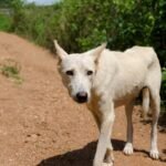 chien-africain-au-cameroun-47625700